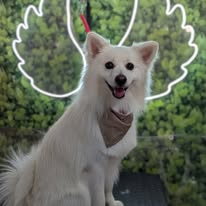 Galería Accesorios Huellitas 2