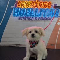 Galería Accesorios Huellitas 4
