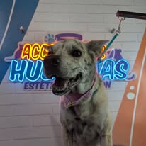 Galería Accesorios Huellitas 5